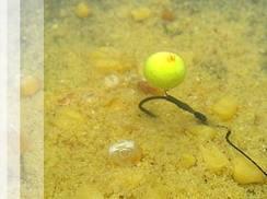 pescuit - 5367633015964532608381857093809n.jpg